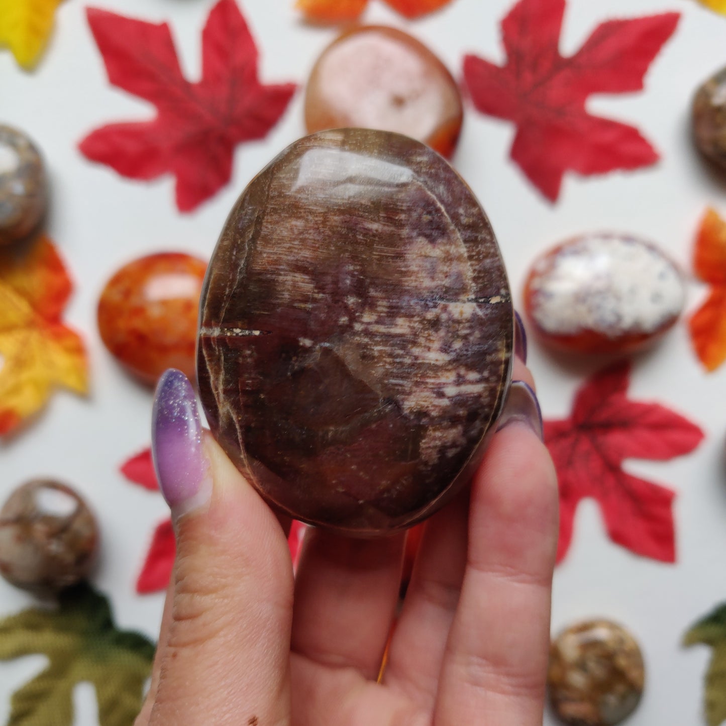 Petrified Wood Palm Stone (#A2)