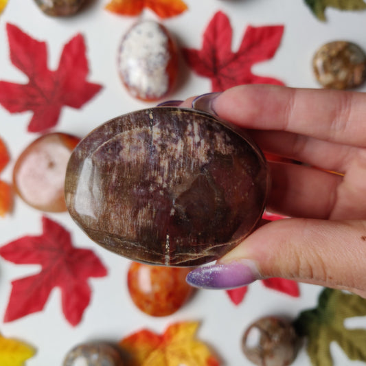 Petrified Wood Palm Stone (#A2)