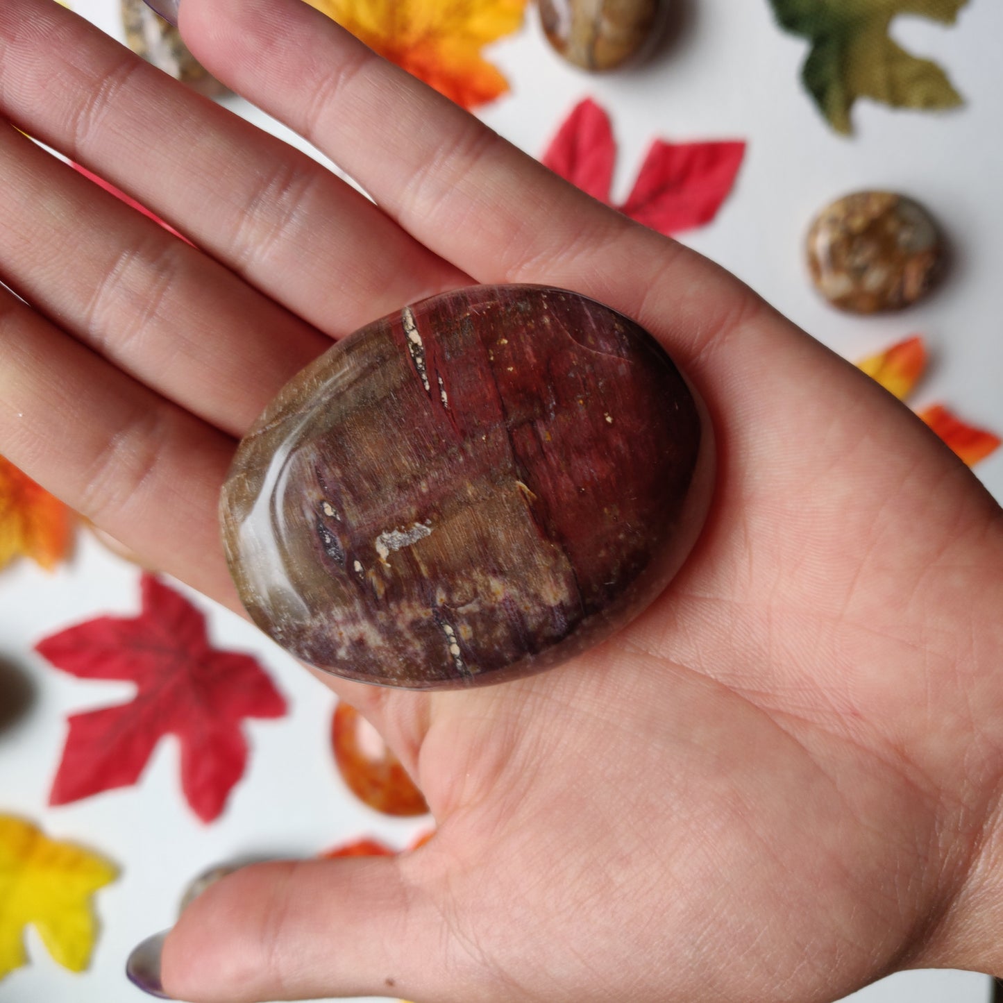 Petrified Wood Palm Stone (#A2)