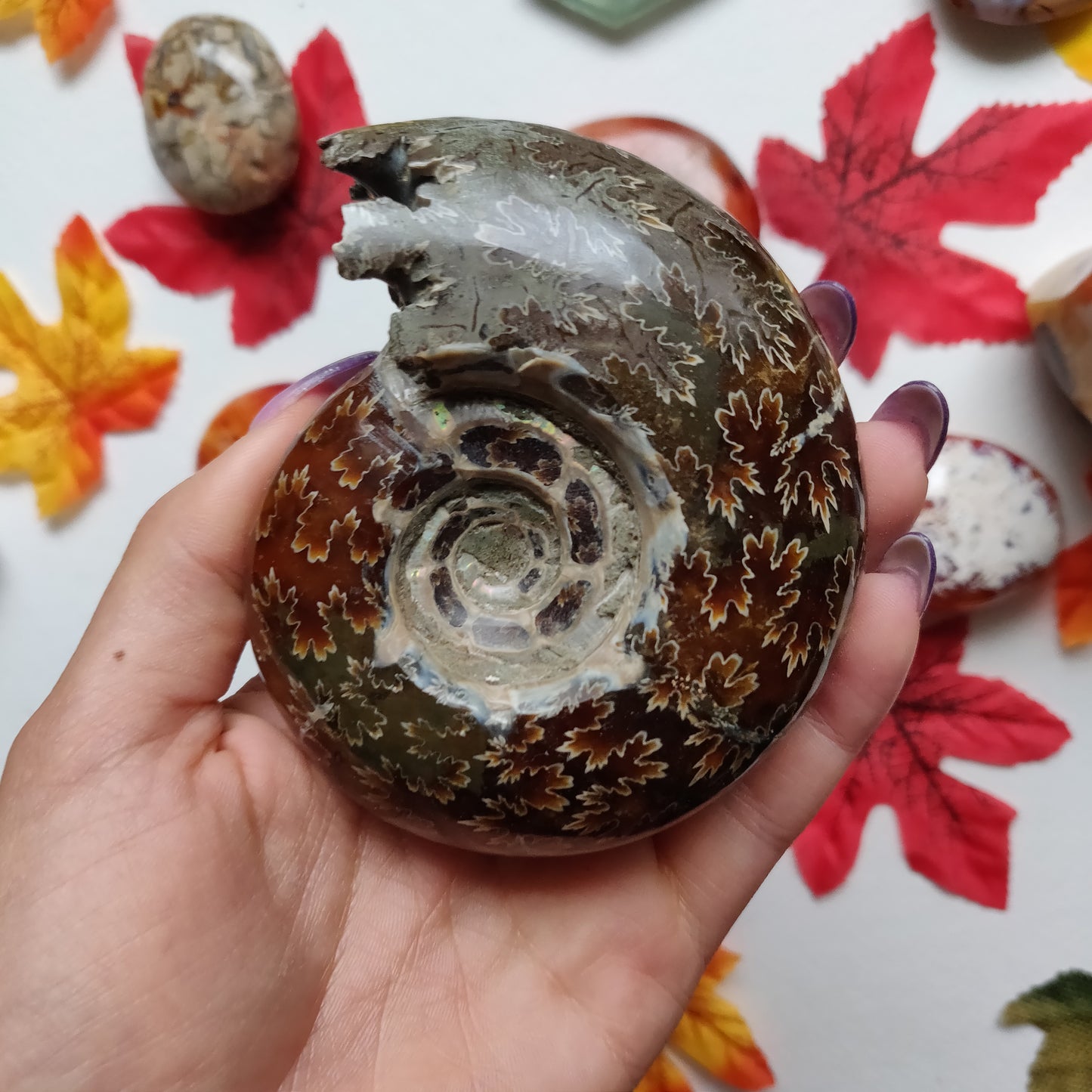 Fully Sutured Chambered Ammonite (#A1)