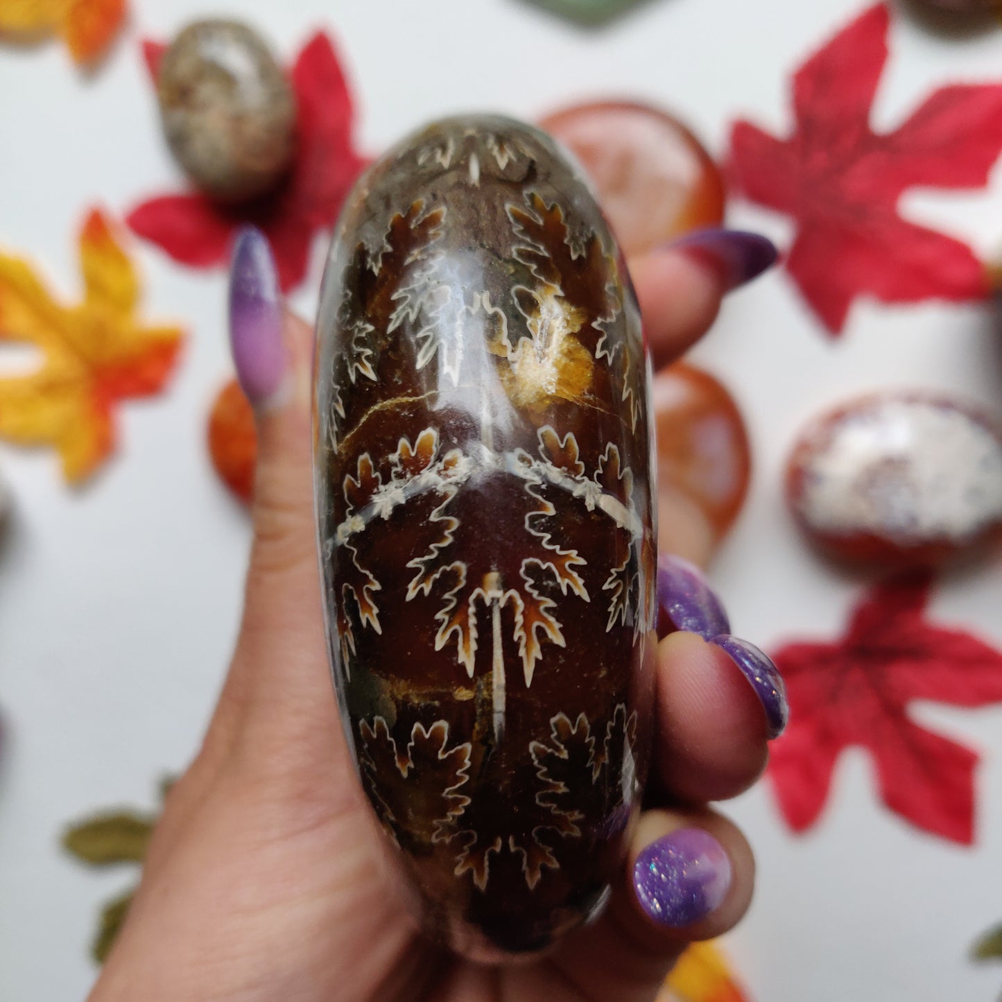 Fully Sutured Chambered Ammonite (#A1)