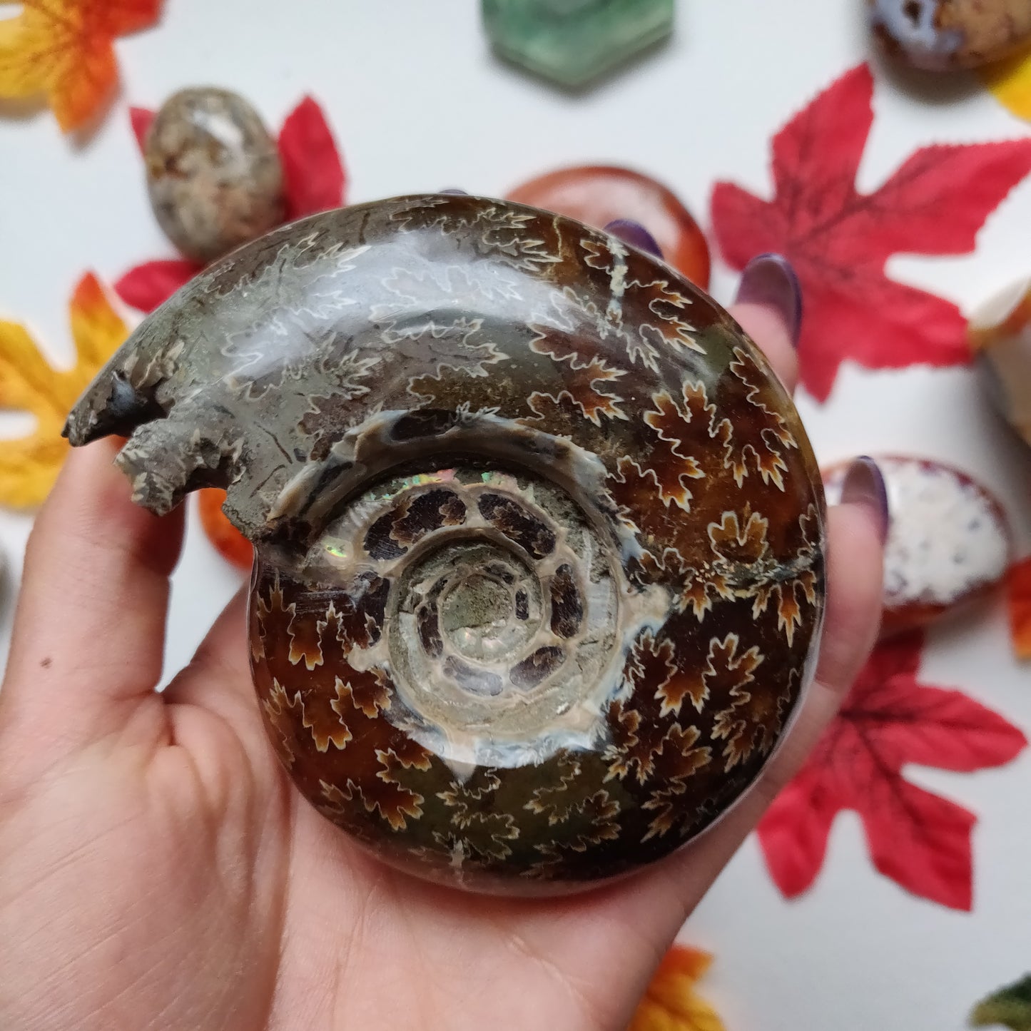 Fully Sutured Chambered Ammonite (#A1)