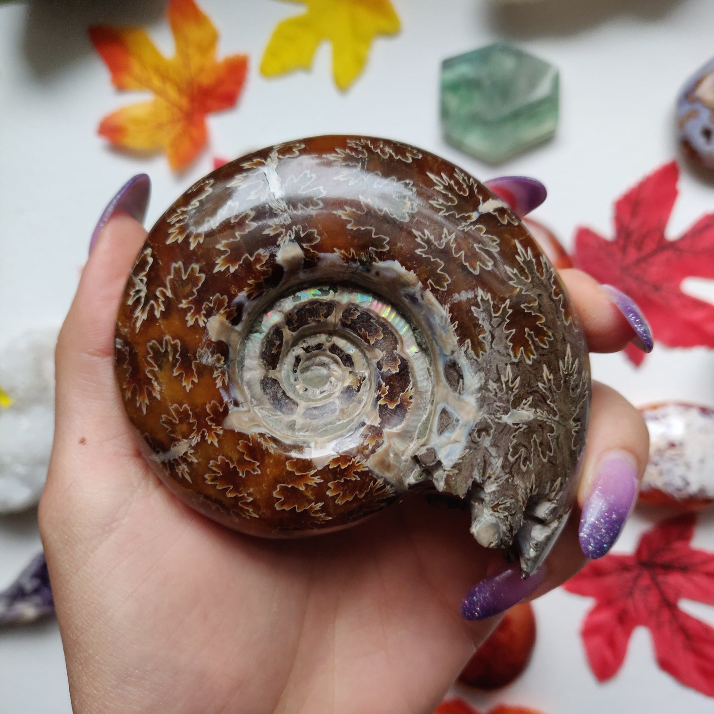 Fully Sutured Chambered Ammonite (#A1)