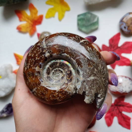 Fully Sutured Chambered Ammonite (#A1)