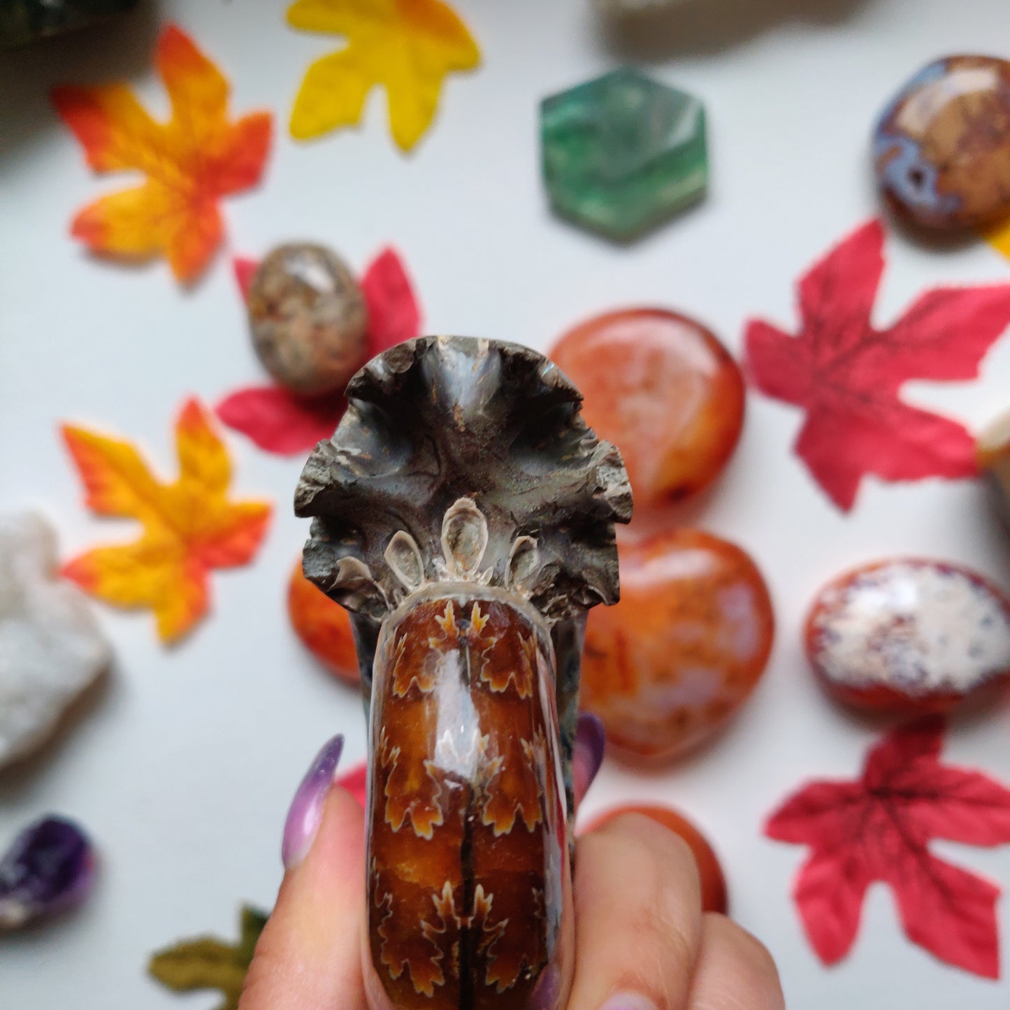 Fully Sutured Chambered Ammonite (#A1)