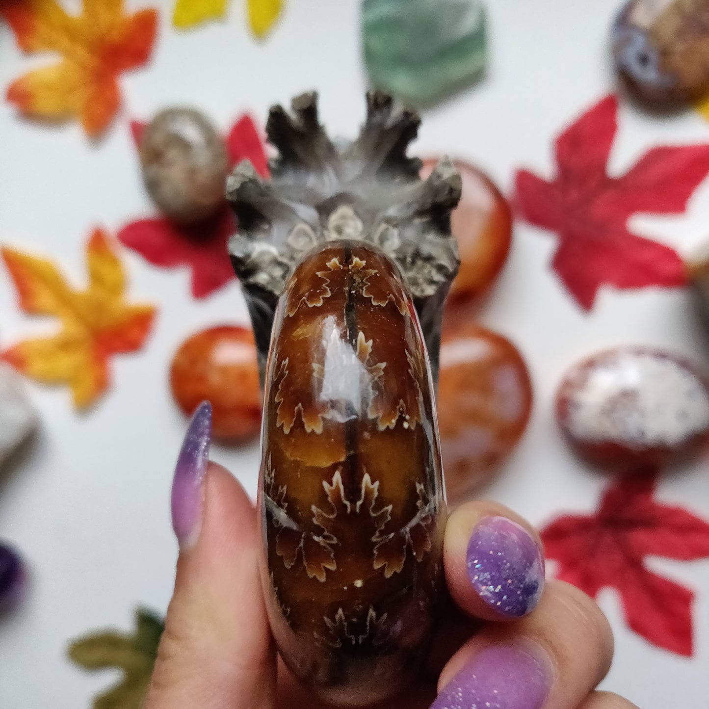 Fully Sutured Chambered Ammonite (#A1)