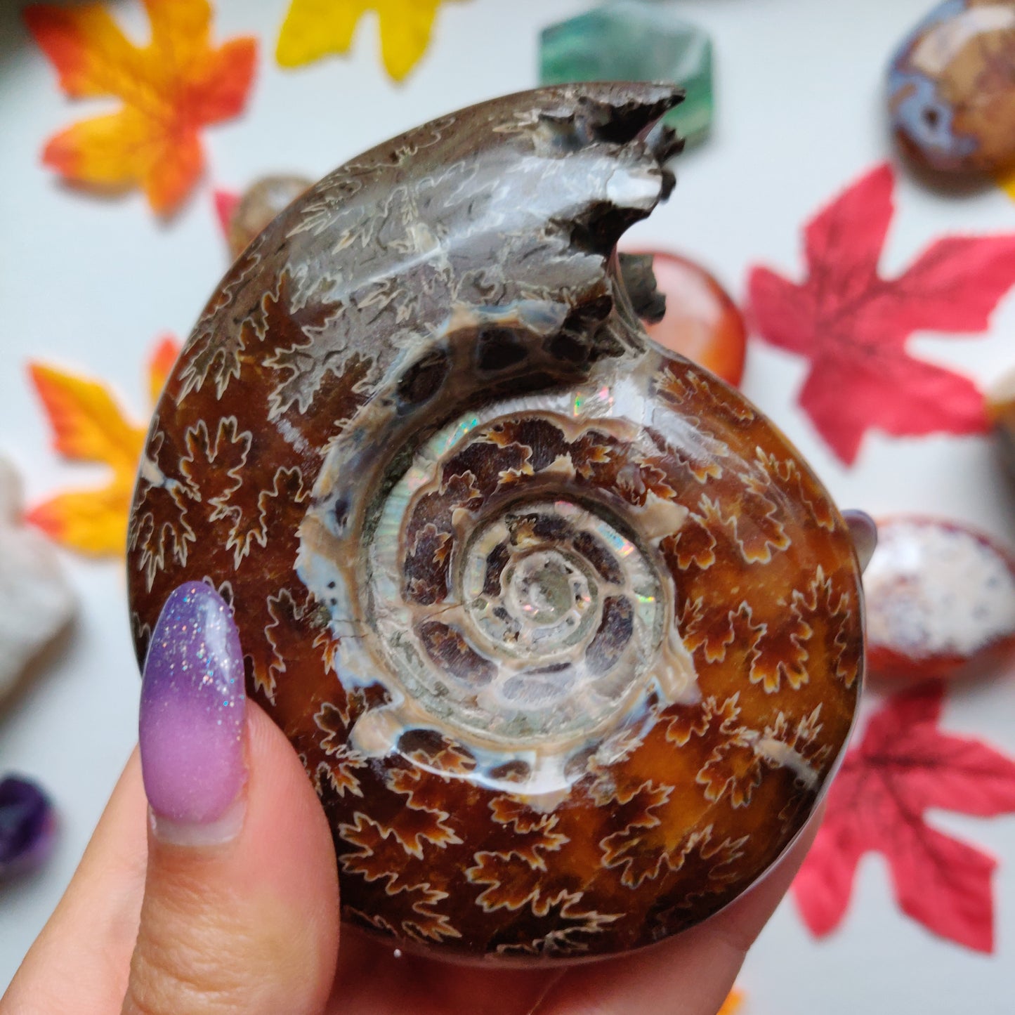 Fully Sutured Chambered Ammonite (#A1)