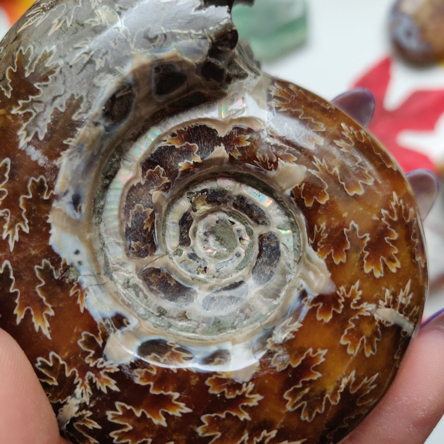 Fully Sutured Chambered Ammonite (#A1)