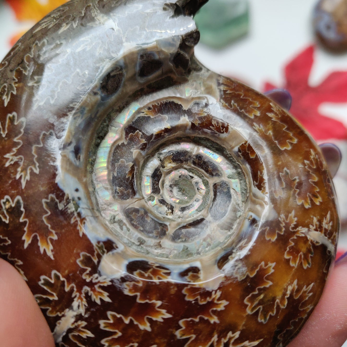 Fully Sutured Chambered Ammonite (#A1)