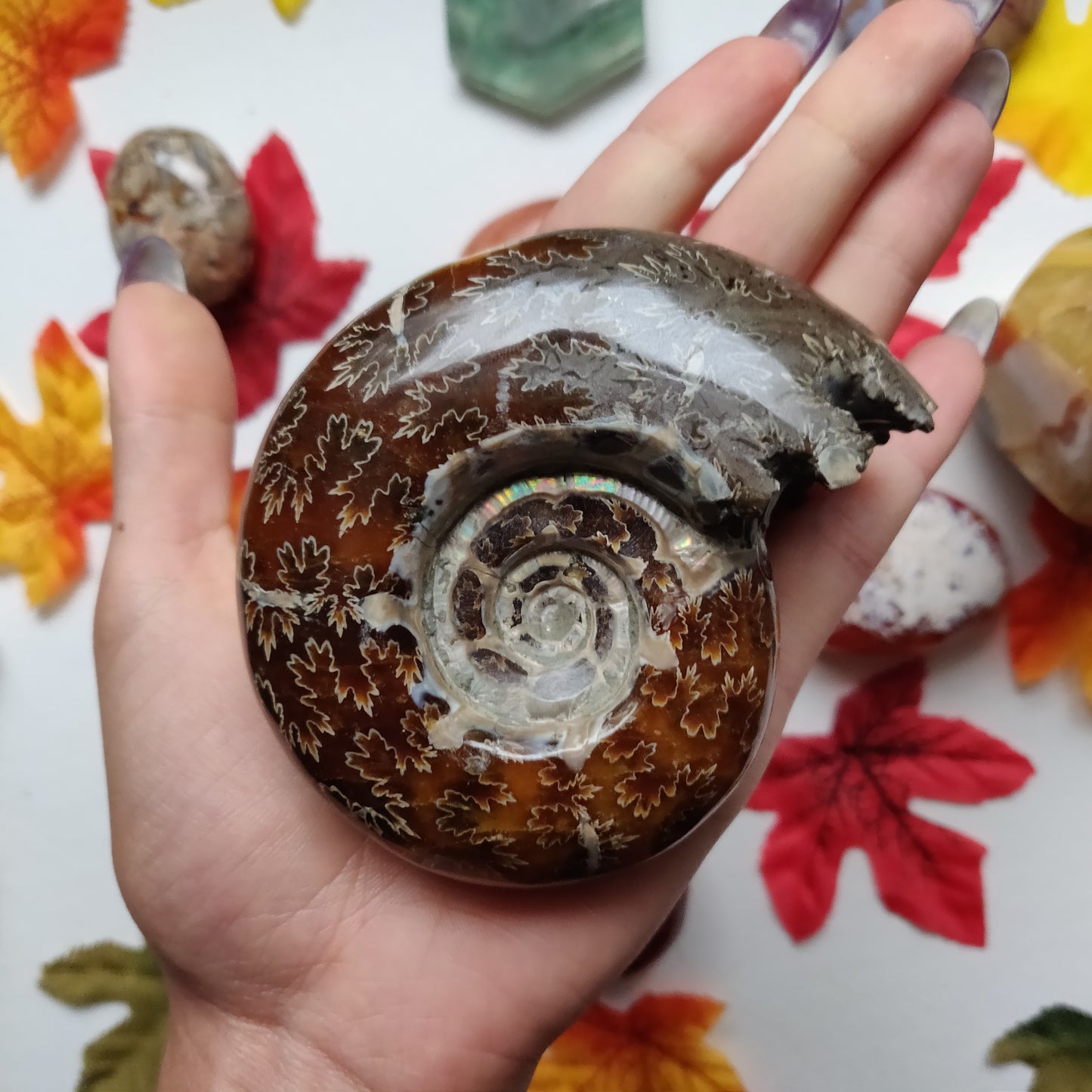 Fully Sutured Chambered Ammonite (#A1)