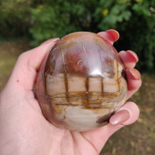 Large Petrified Wood Palm Stone (#1)