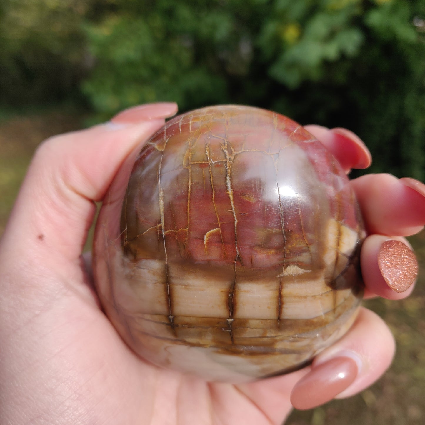 Large Petrified Wood Palm Stone (#1)
