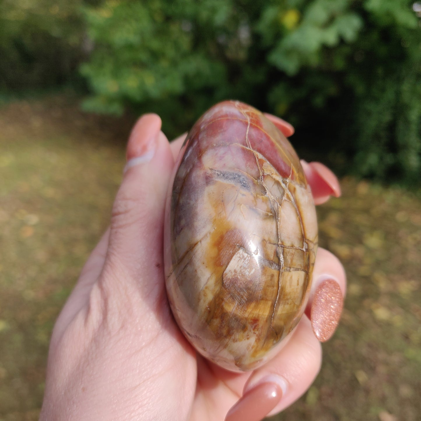 Large Petrified Wood Palm Stone (#1)