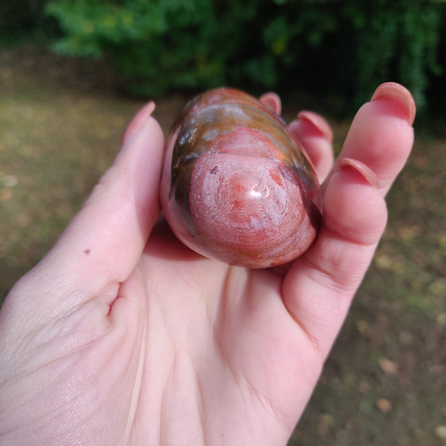 Petrified Wood Palm Stone (#3)