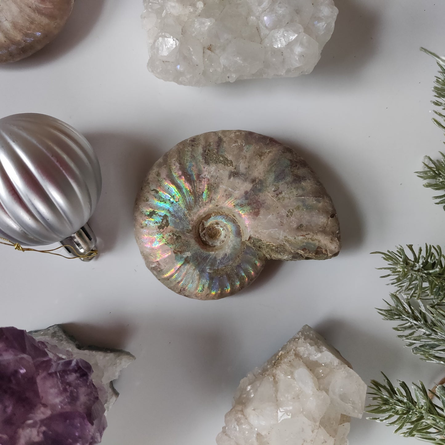 Ammonite, Opalized Ammonite (#13) - Simply Affinity