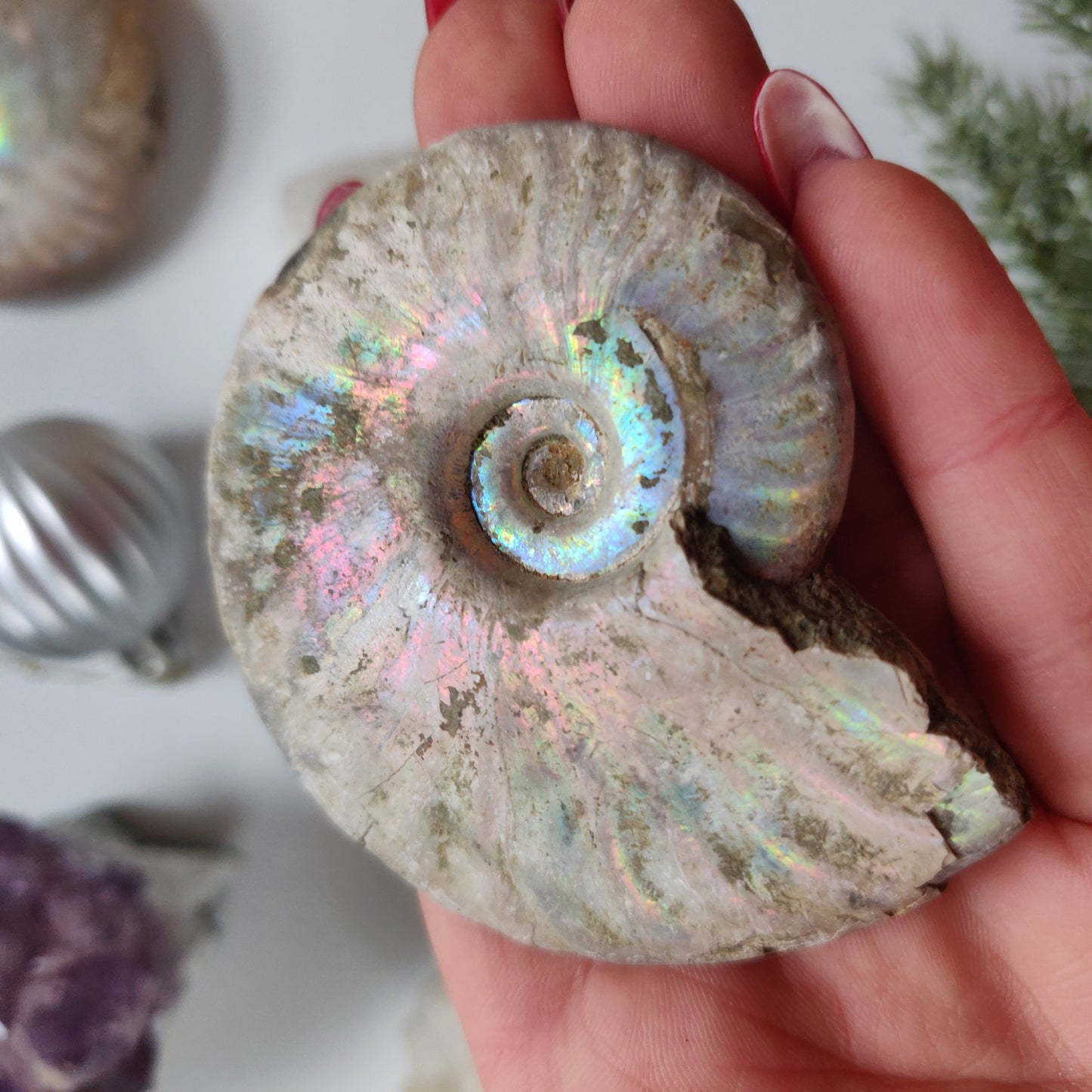 Ammonite, Opalized Ammonite (#13) - Simply Affinity