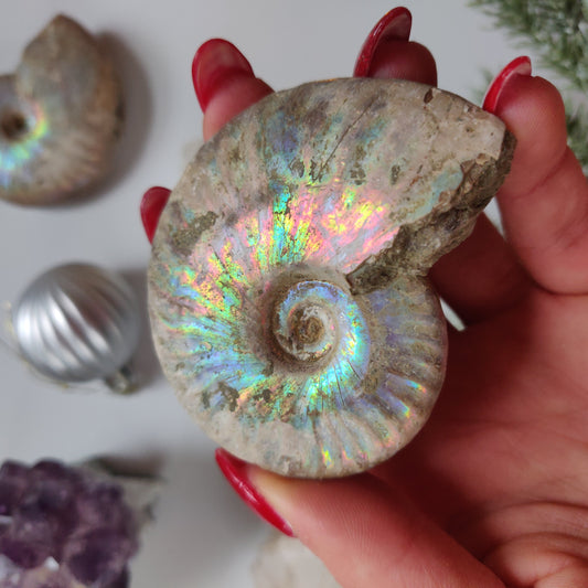 Ammonite, Opalized Ammonite (#13) - Simply Affinity