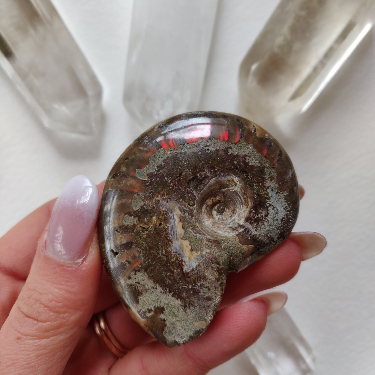 Red Flash Ammonite, Opalized Ammonite