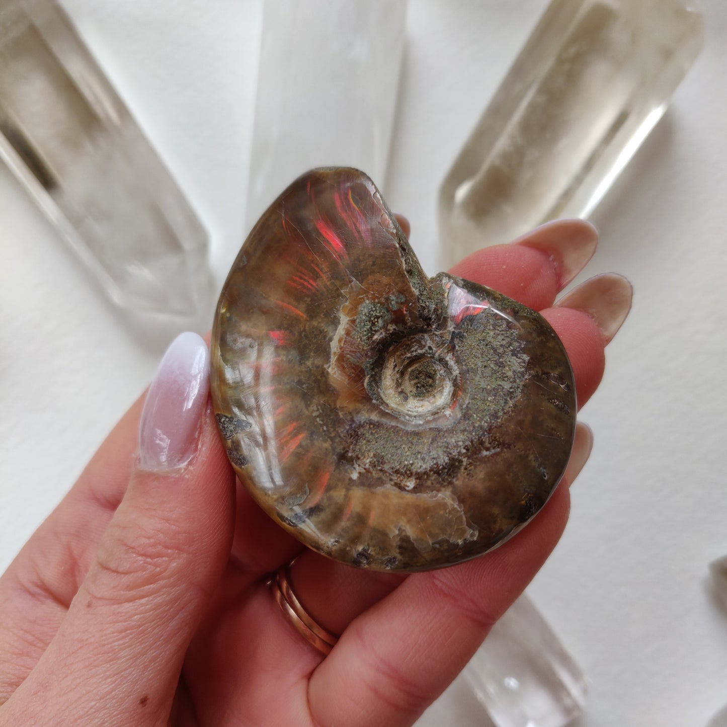 Red Flash Ammonite, Opalized Ammonite