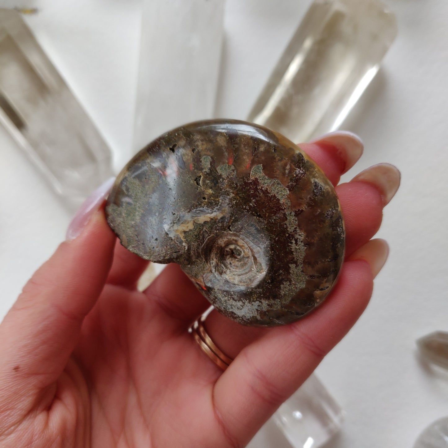 Red Flash Ammonite, Opalized Ammonite