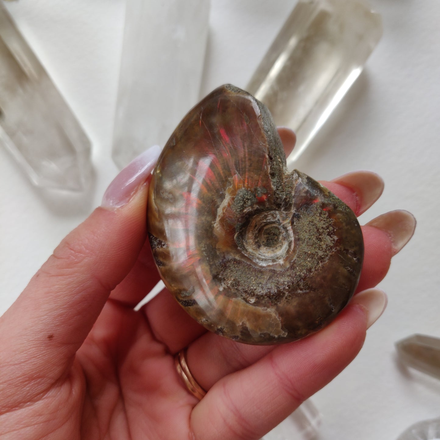 Red Flash Ammonite, Opalized Ammonite
