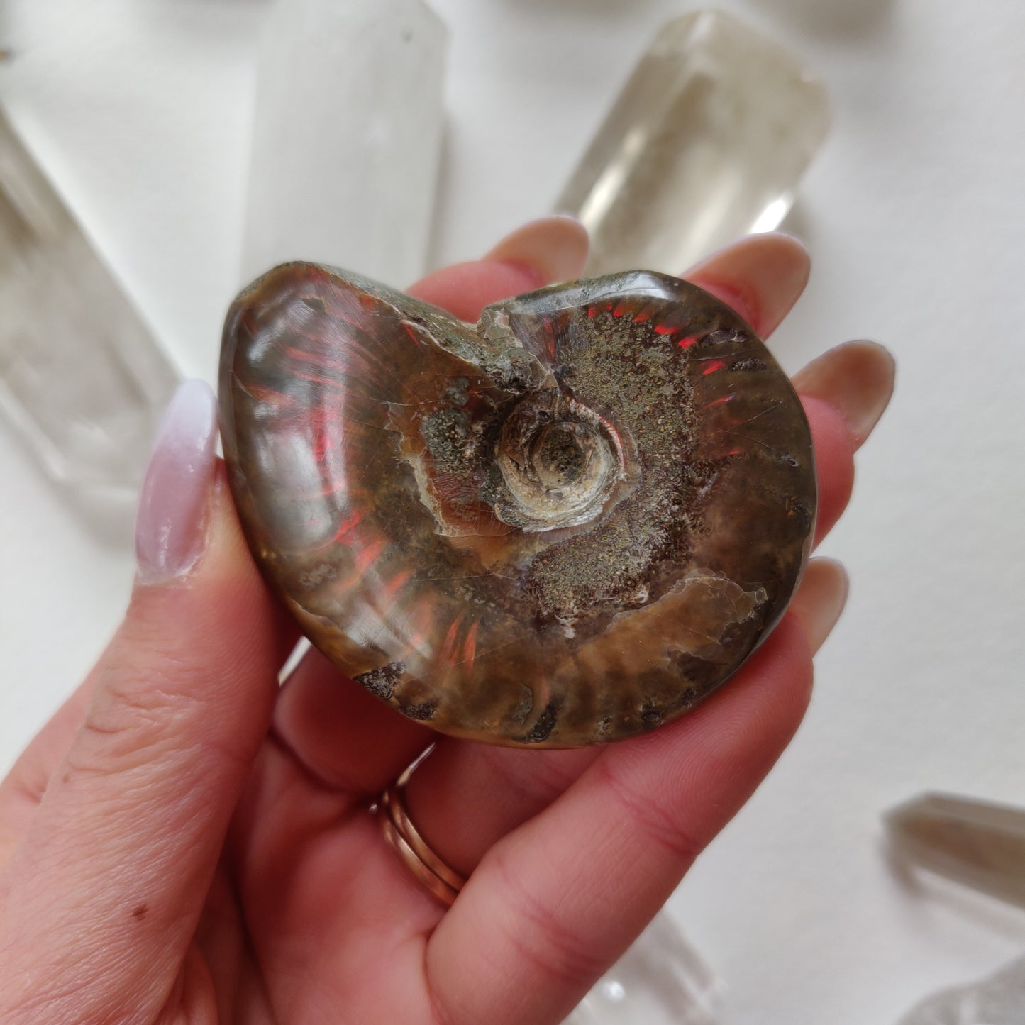 Red Flash Ammonite, Opalized Ammonite