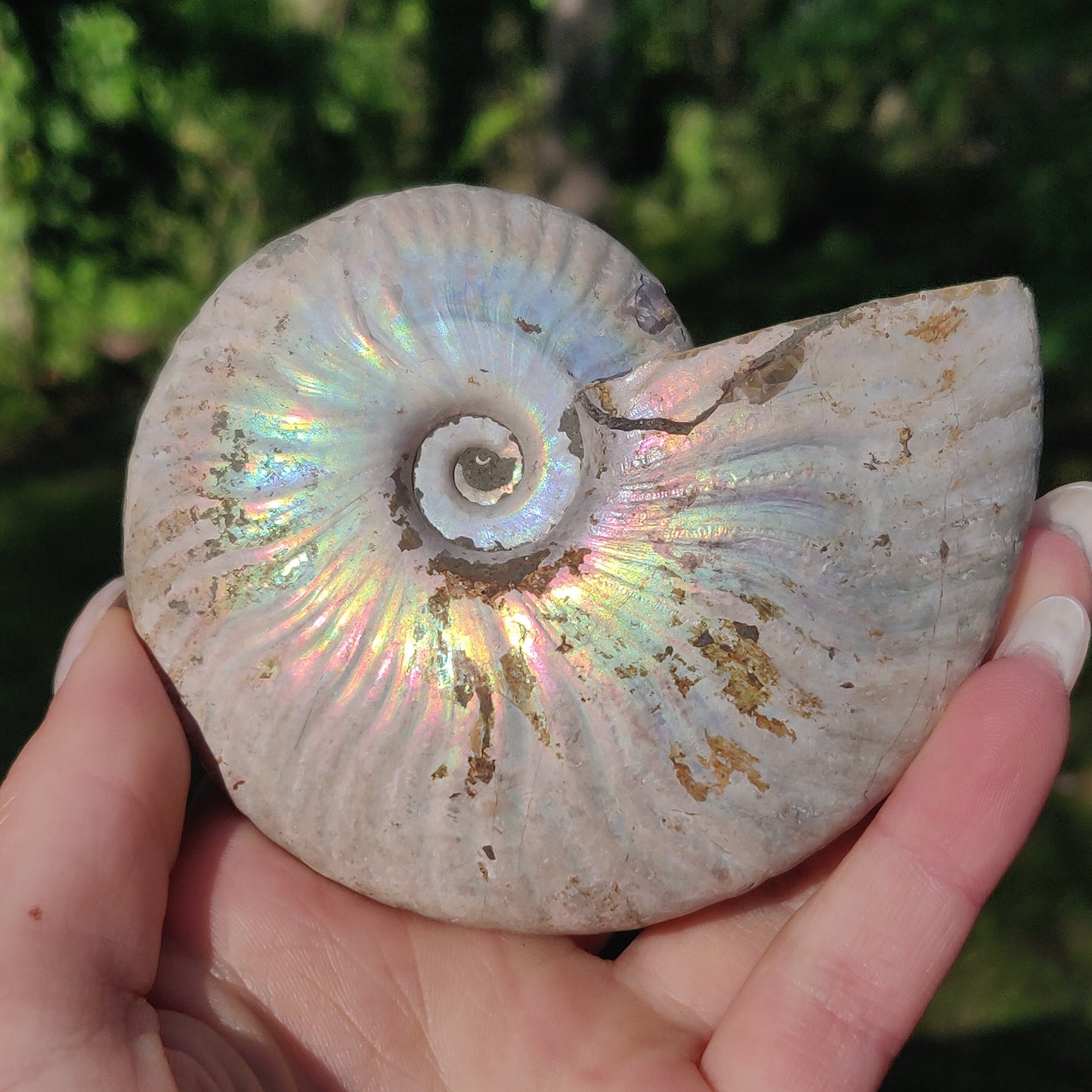 Ammonite, Opalized Ammonite (#5) - Simply Affinity