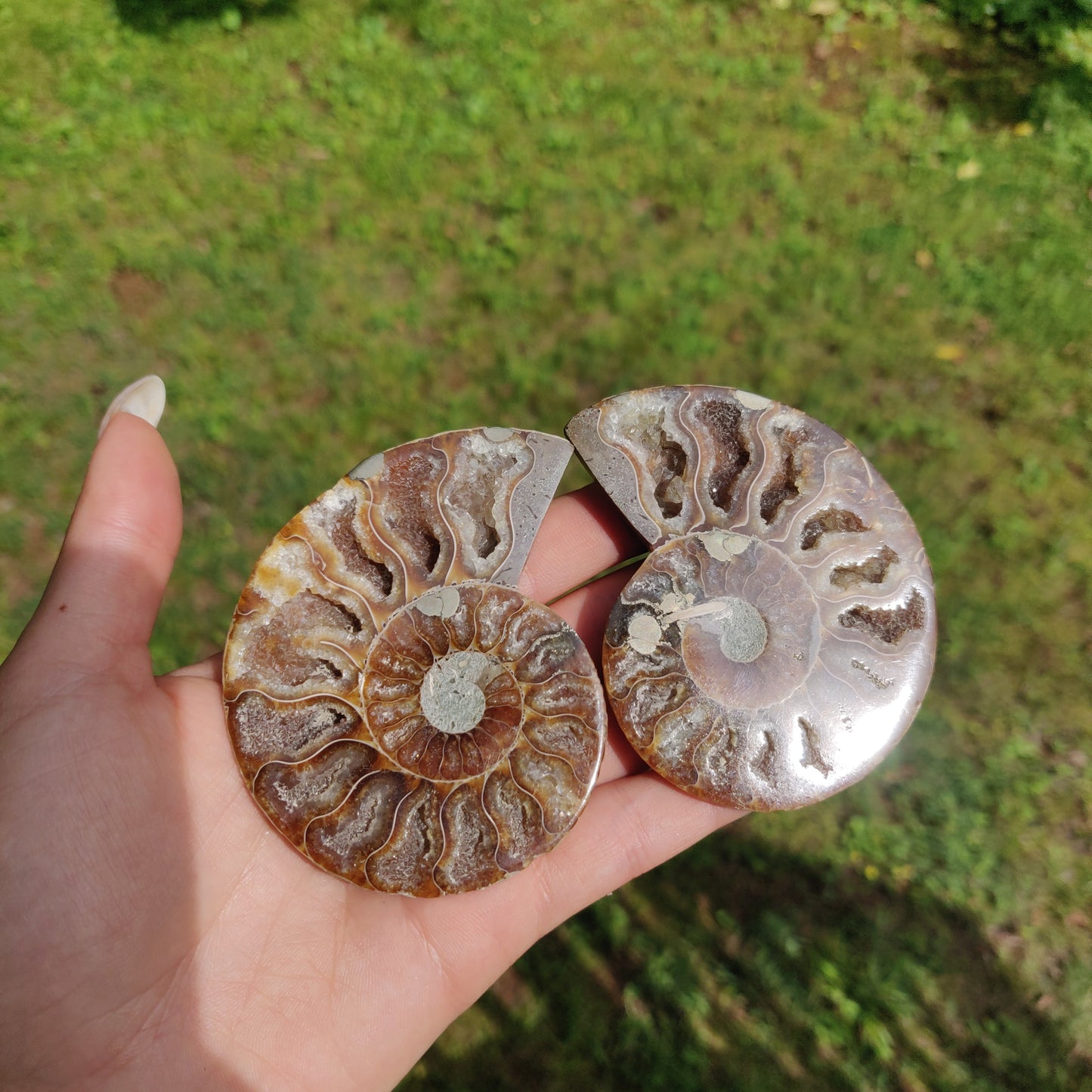 Ammonite Pair (#3) - Simply Affinity