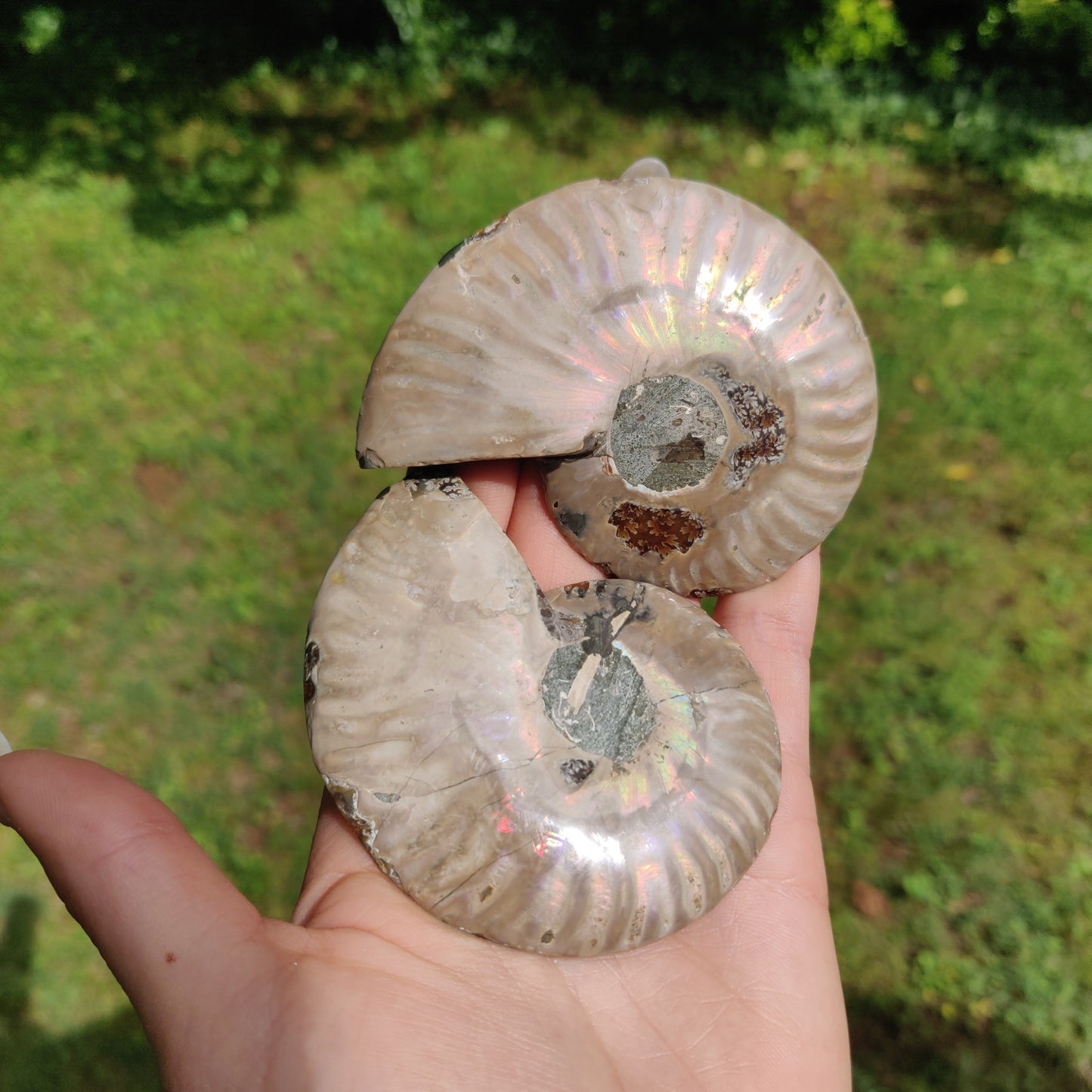 Ammonite Pair (#3) - Simply Affinity