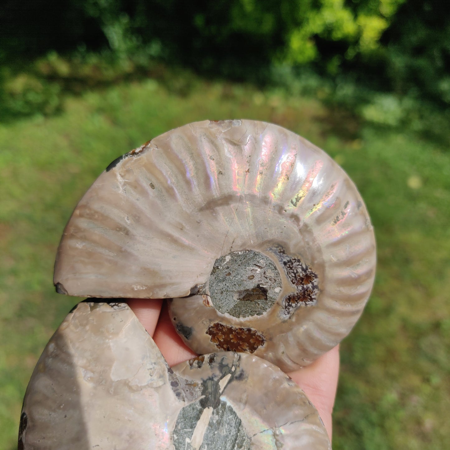 Ammonite Pair (#3) - Simply Affinity