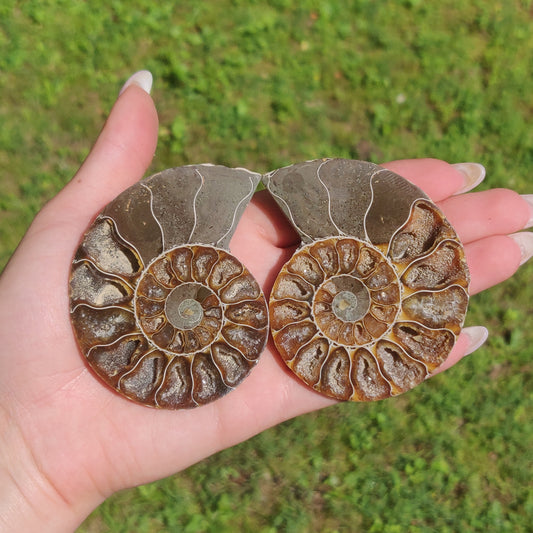 Opalized Ammonite Pair (#4)