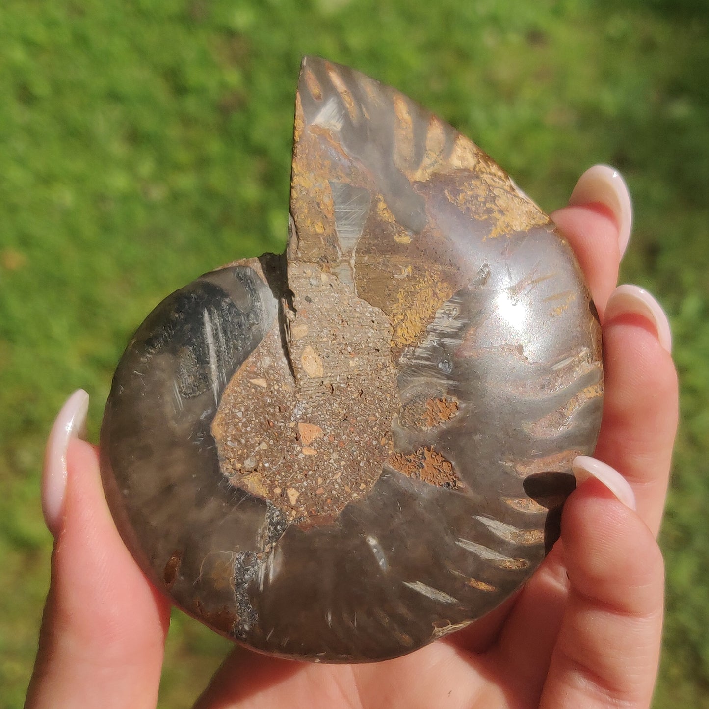 Black Ammonite Pair (#3)