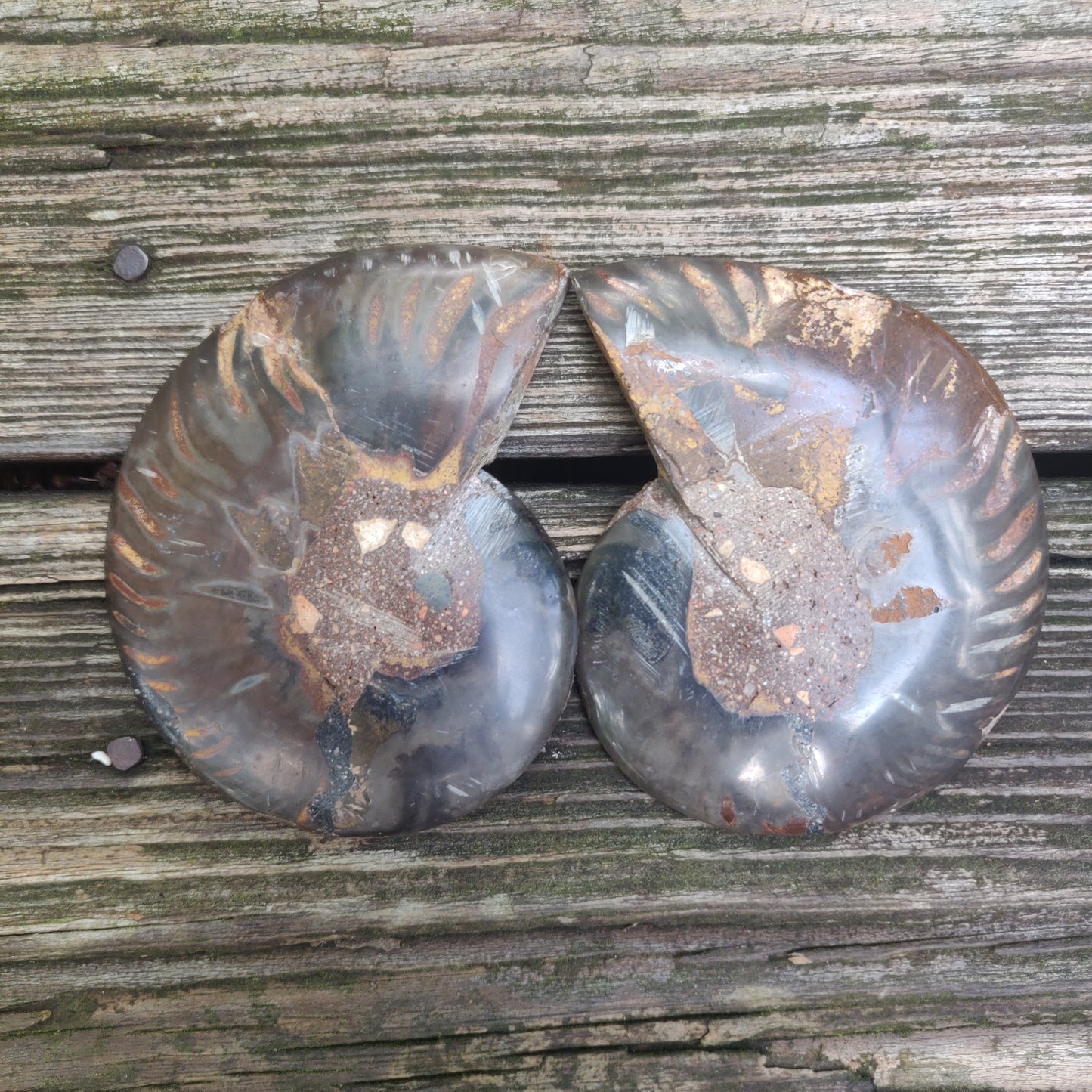 Black Ammonite Pair (#3)