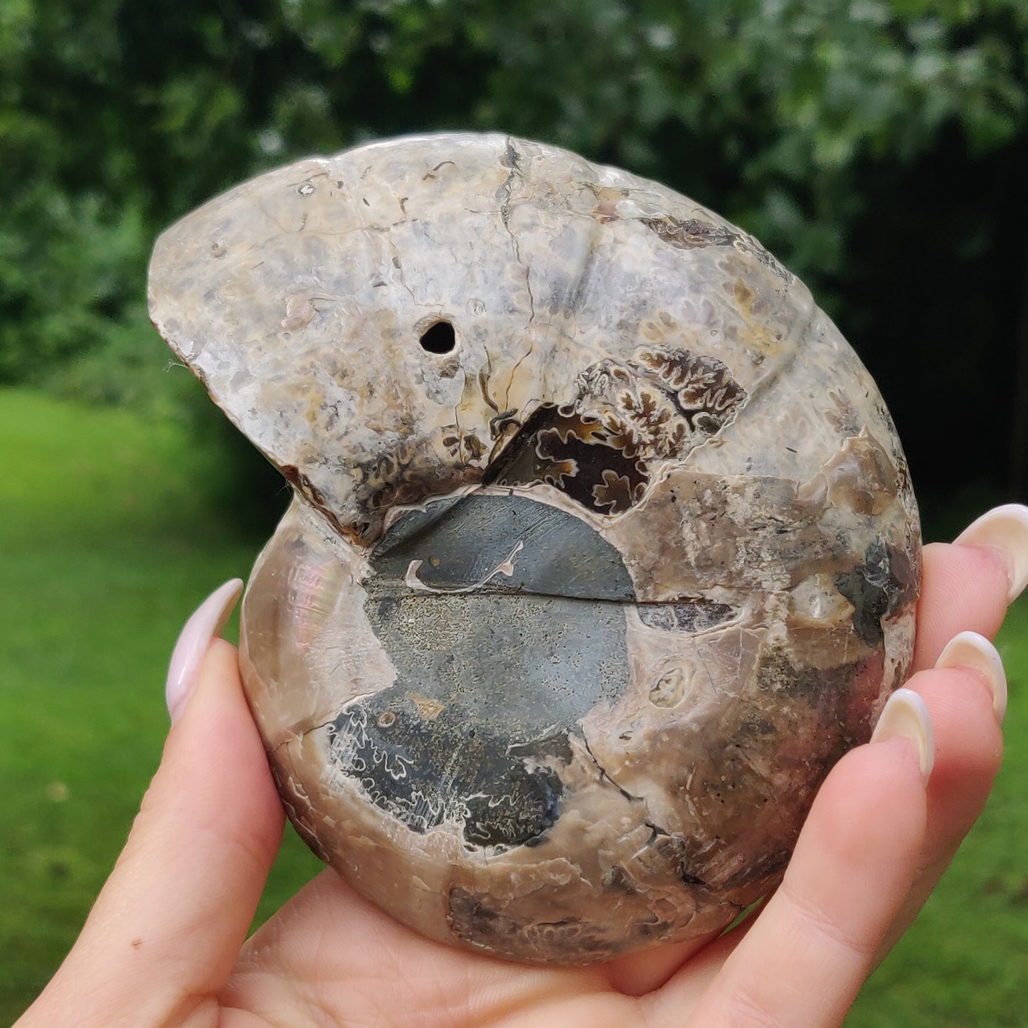 Ammonite Pair (#4) - Simply Affinity