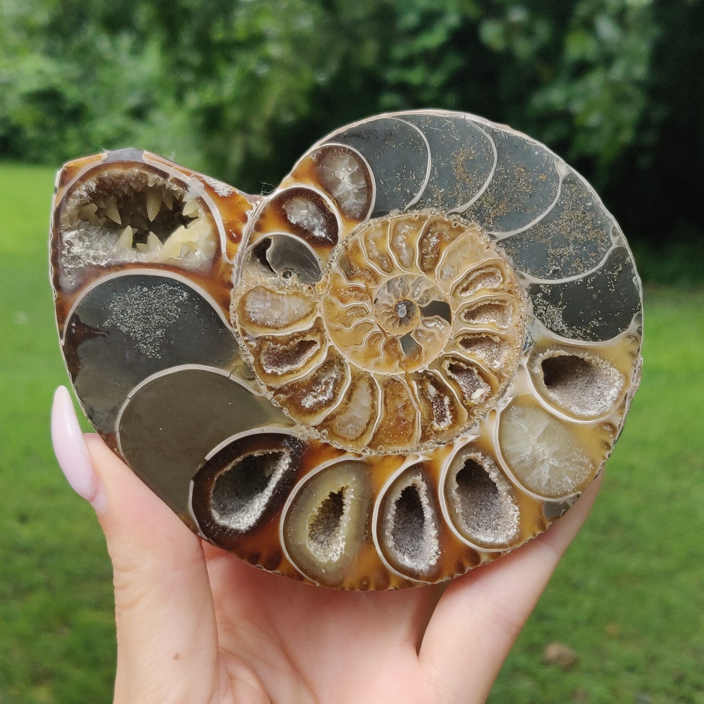 Ammonite Pair (#4) - Simply Affinity