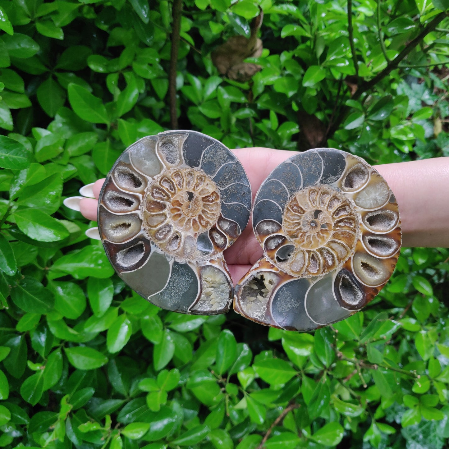 Ammonite Pair (#4) - Simply Affinity