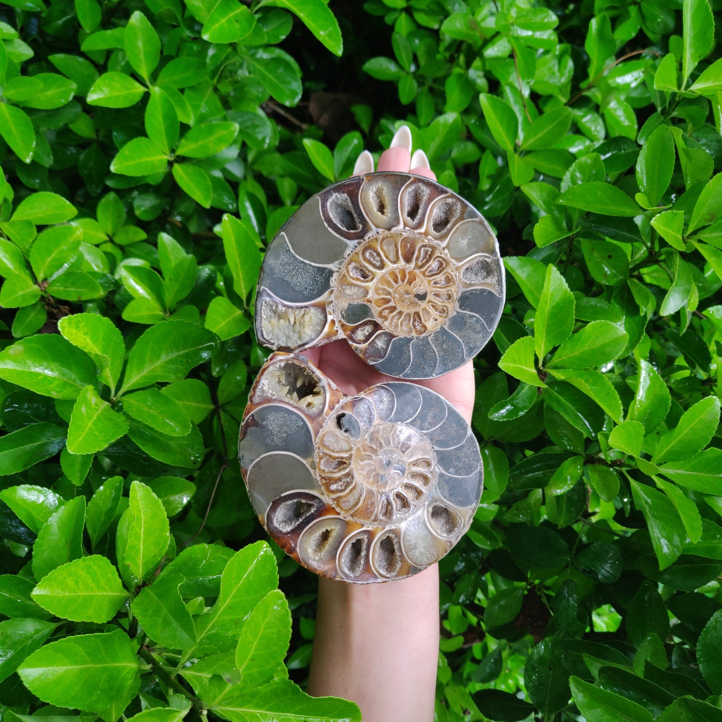 Ammonite Pair (#4) - Simply Affinity