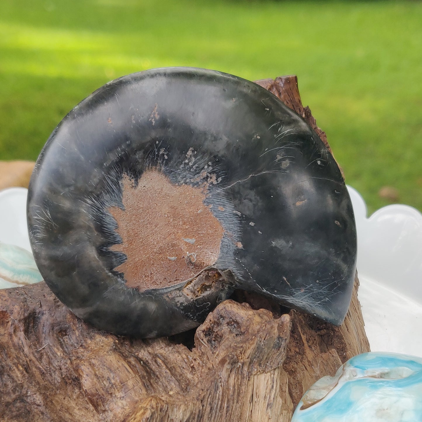 Black Ammonite Sliced Half (#2) - Simply Affinity
