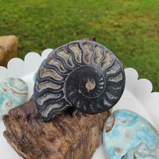 Black Ammonite Sliced Half (#2) - Simply Affinity