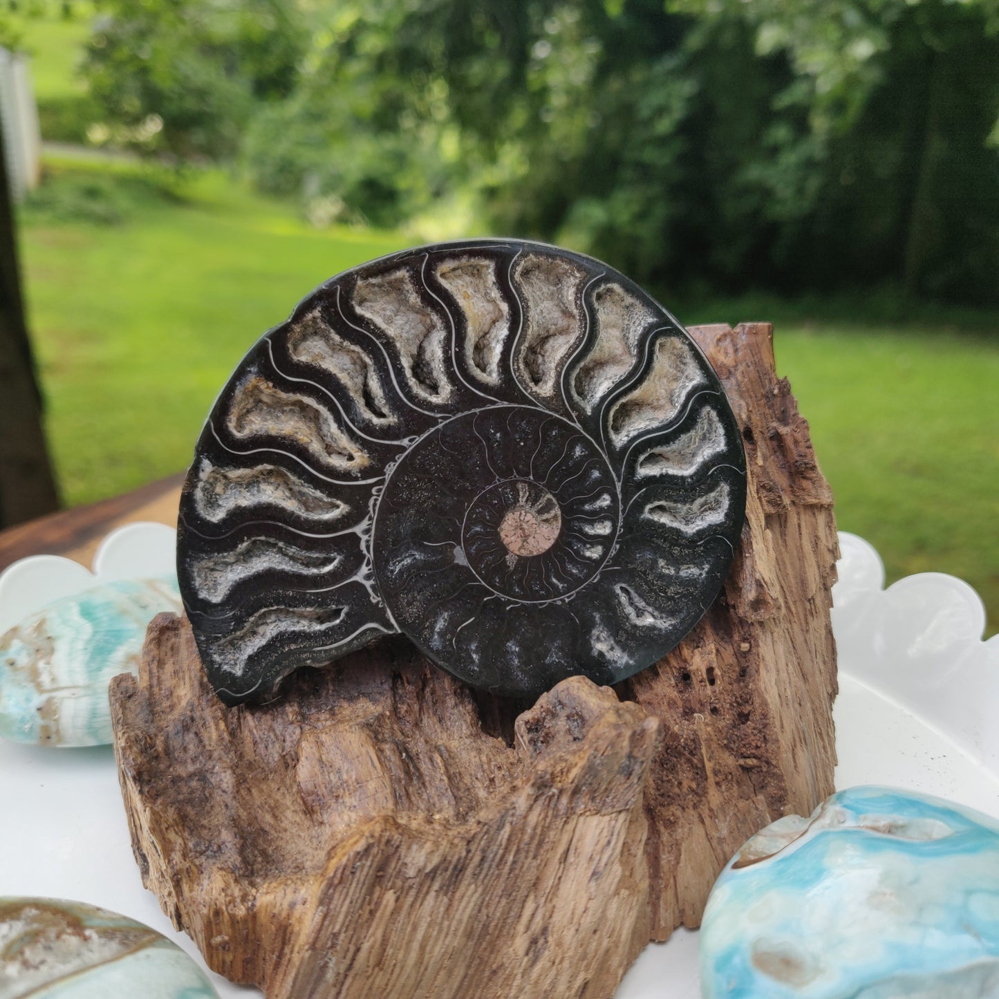 Black Ammonite Sliced Half (#2) - Simply Affinity