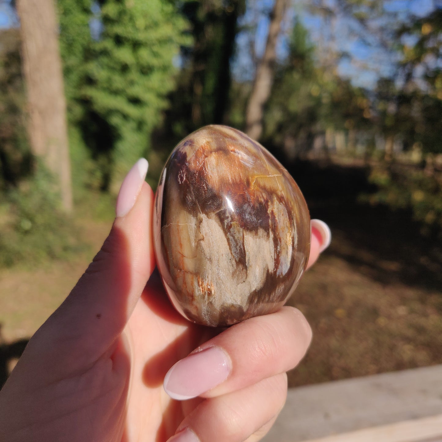 Large Petrified Wood Palm Stone (#12S) - Simply Affinity