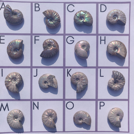 Mini Opalized Ammonites - Choose your Favorites - Simply Affinity