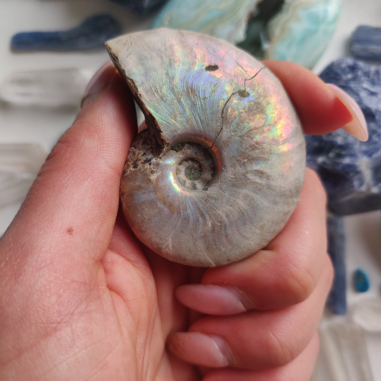 Ammonite, Opalized Ammonite (#1) - Simply Affinity