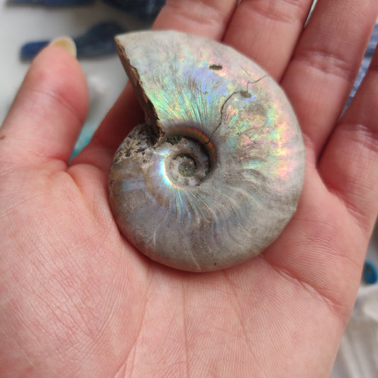 Ammonite, Opalized Ammonite (#1) - Simply Affinity
