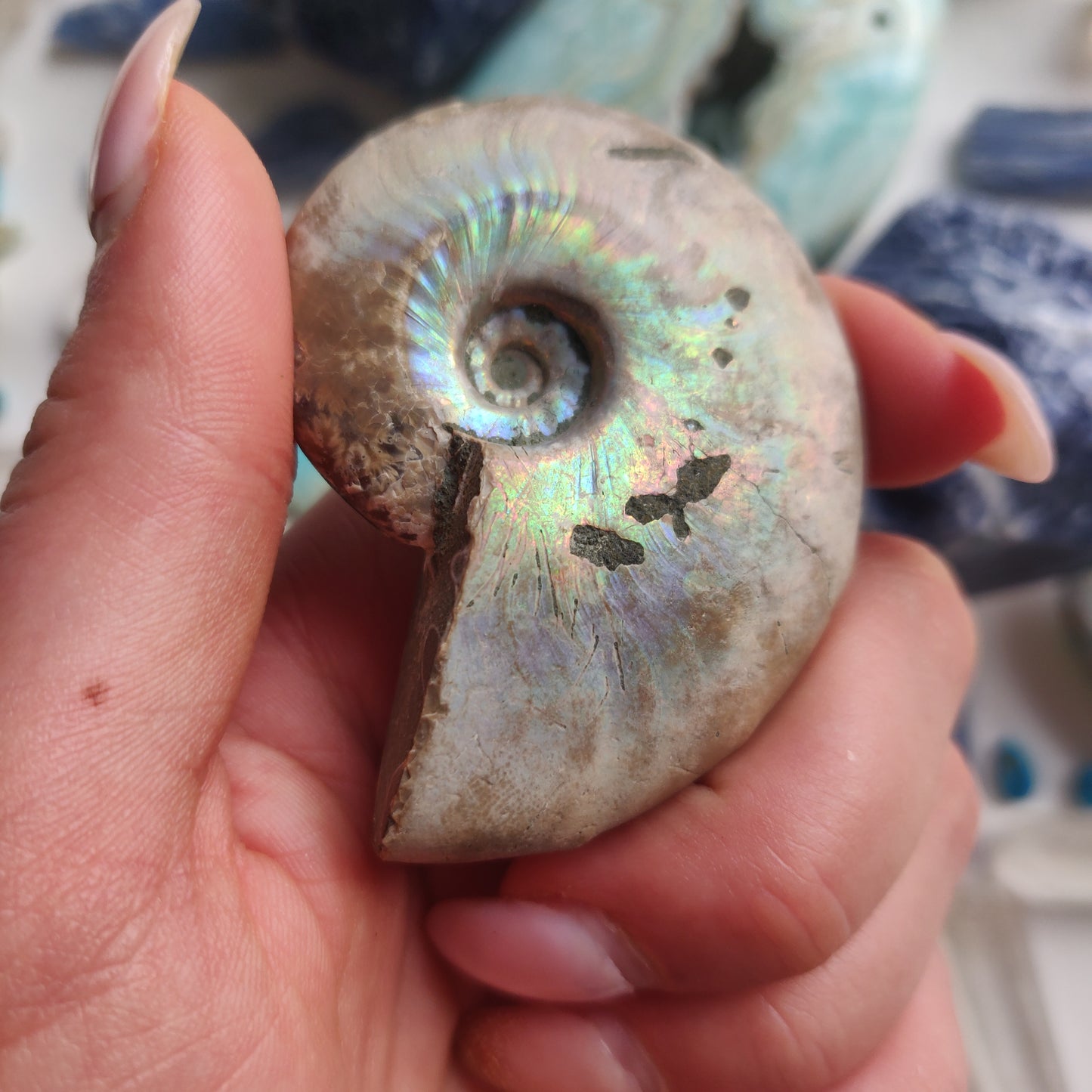 Ammonite, Opalized Ammonite (#1) - Simply Affinity