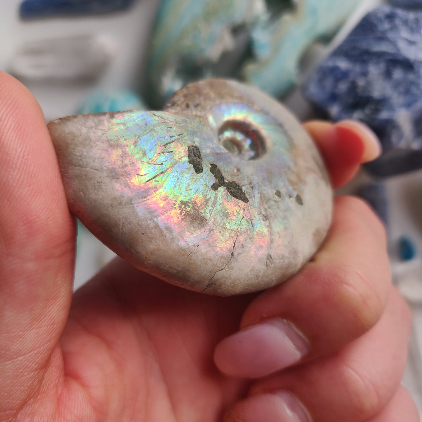 Ammonite, Opalized Ammonite (#1) - Simply Affinity