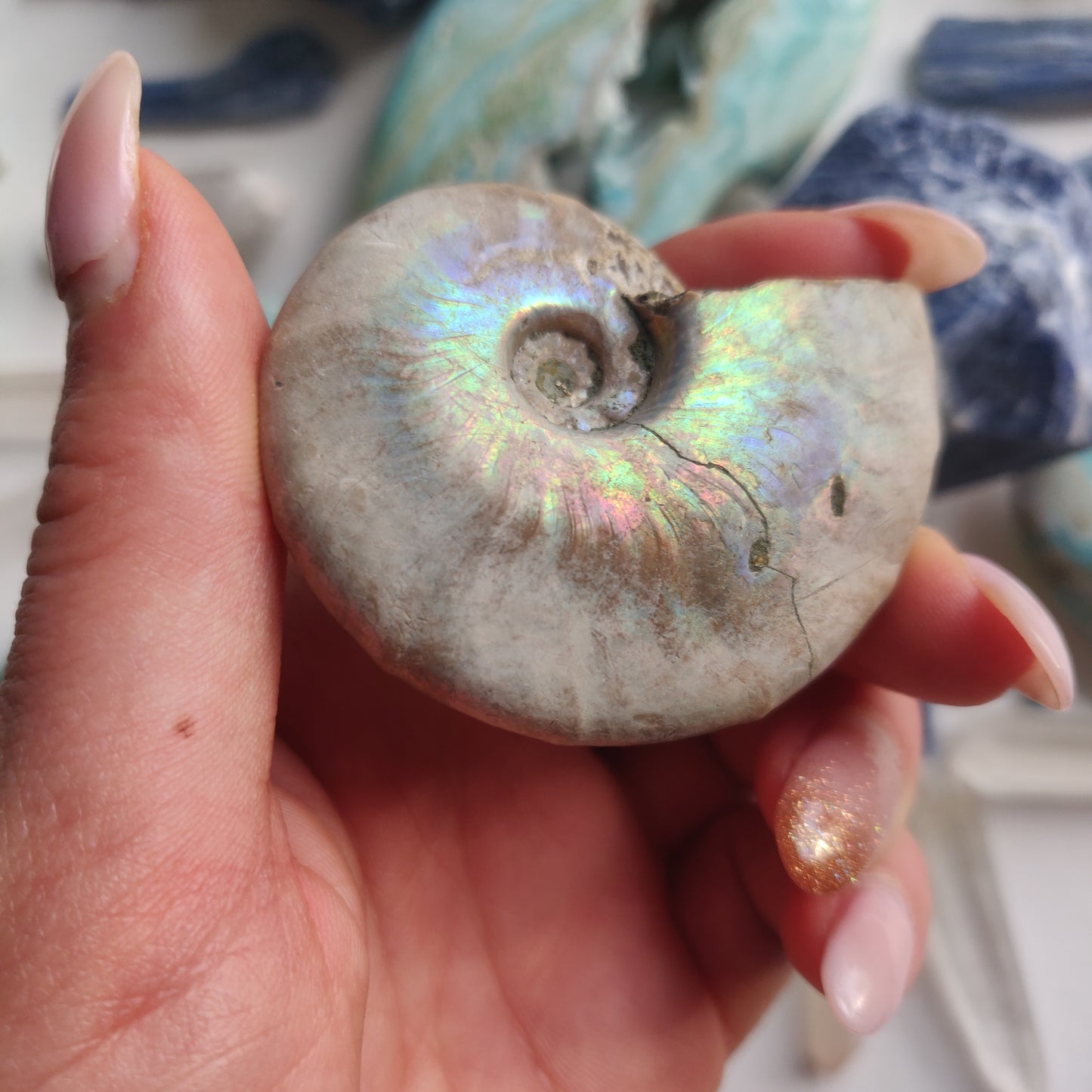 Ammonite, Opalized Ammonite (#1) - Simply Affinity
