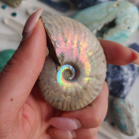 Ammonite, Opalized Ammonite (#14) - Simply Affinity