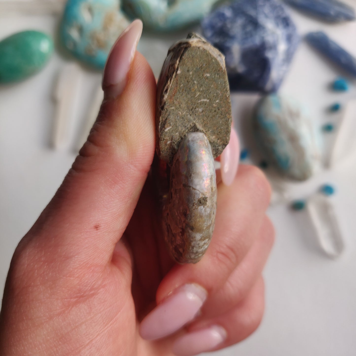 Ammonite, Opalized Ammonite (#15) - Simply Affinity