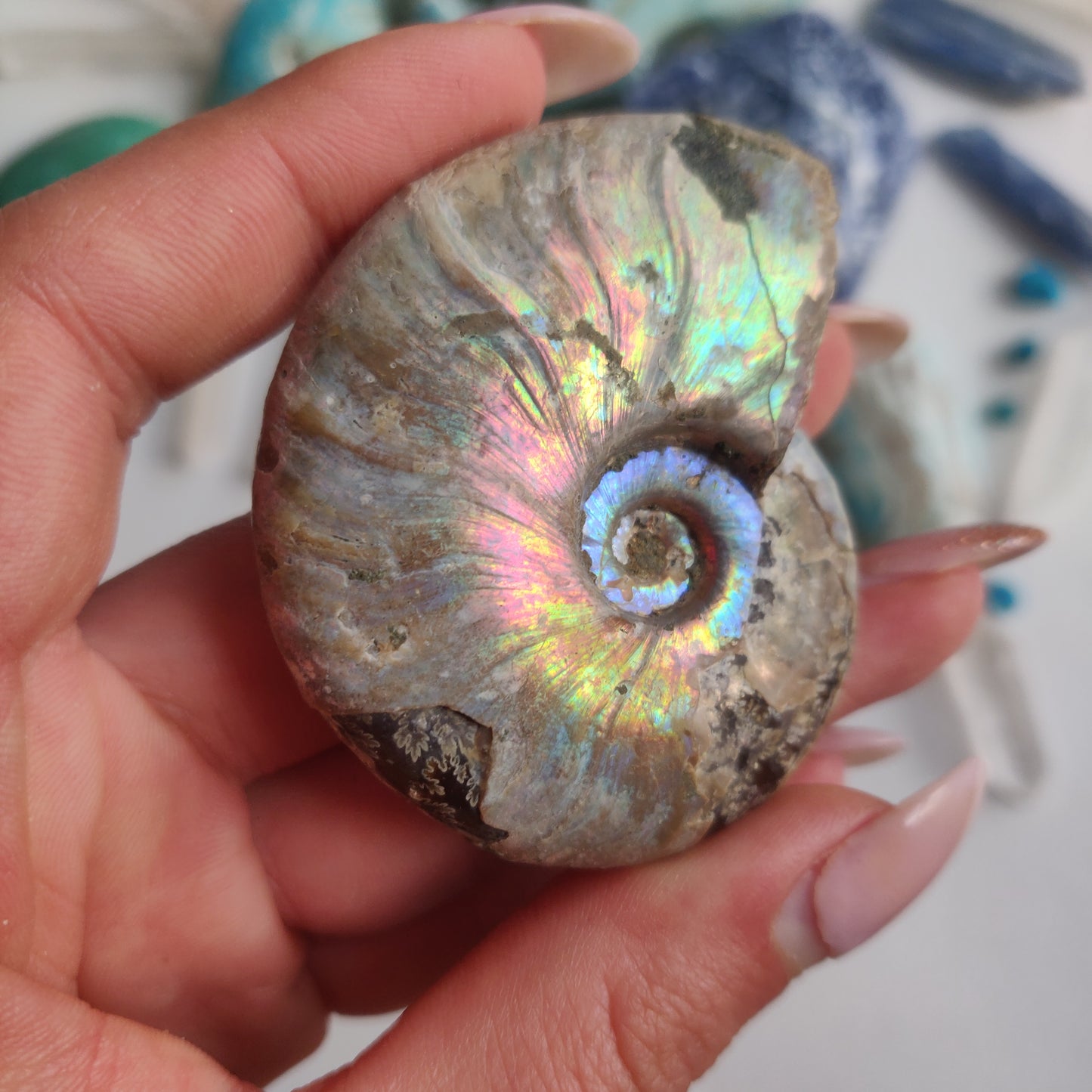 Ammonite, Opalized Ammonite (#15) - Simply Affinity